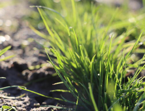 Ocena stanu traw przed zimowaniem