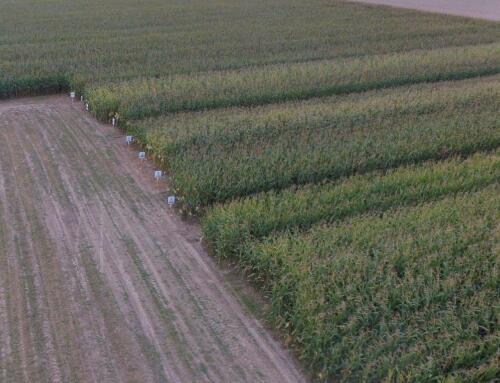 Warsztaty polowe pn. Dzień kukurydzy – elementem zwiększenia bioróżnorodności w produkcji roślinnej (OODR, Łosiów)