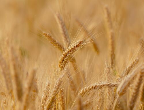 Porównanie plonowania nowych odmian pszenic w warunkach technologii gospodarstwa rolnego – podsumowanie upowszechnień w 2023 roku, 16 listopada 2023 r. w Minikowie